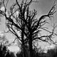 Image for article titled 27 Photos Of Barenaked Trees